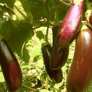 Eggplant Seeds – Red and Green