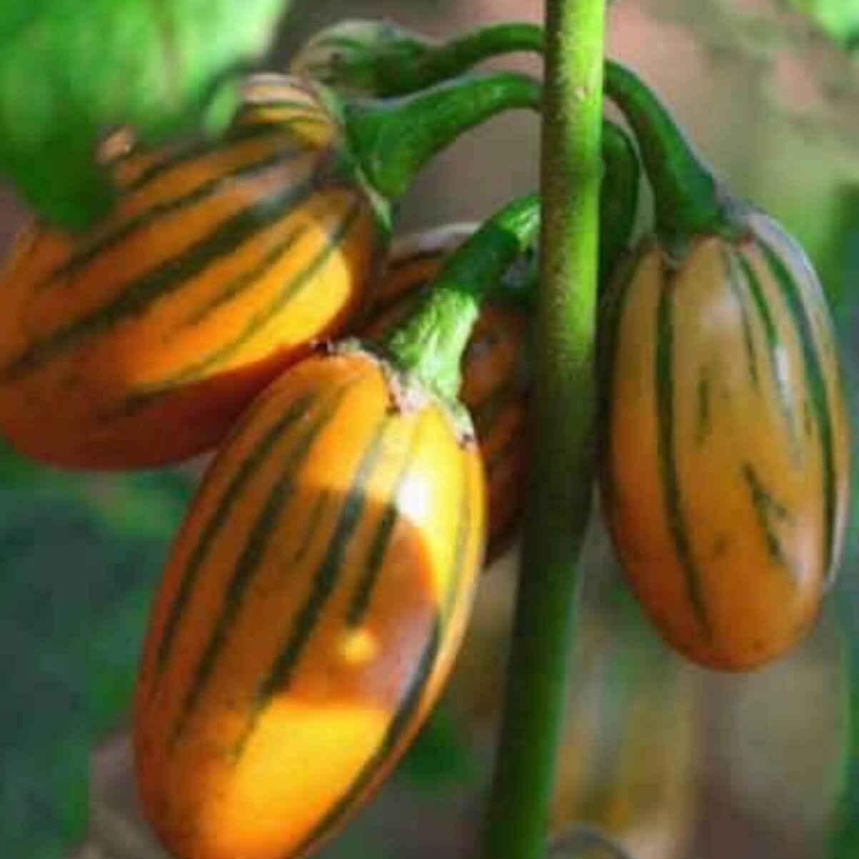 Eggplant Seeds – Yellow Green