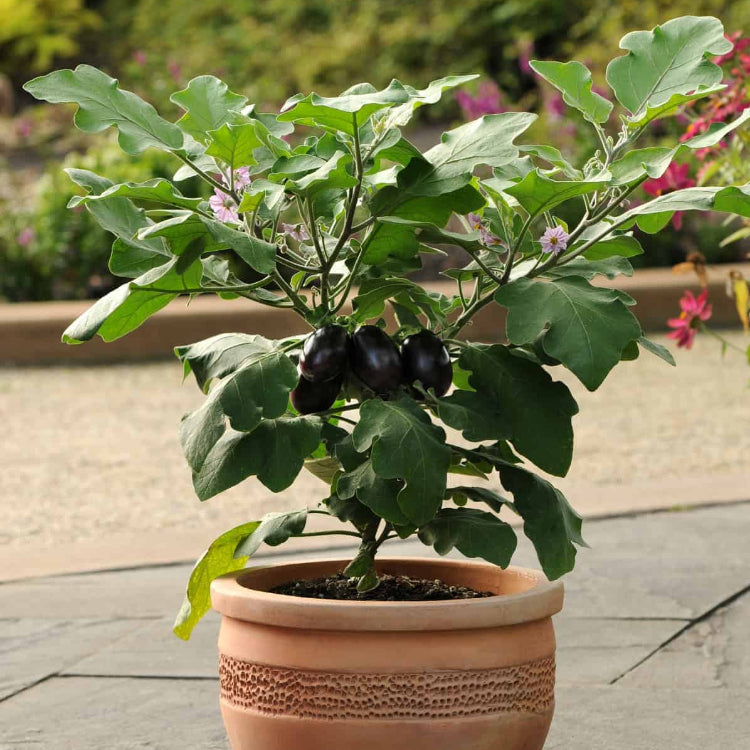 Eggplant Seeds - All In One For Home Gardens