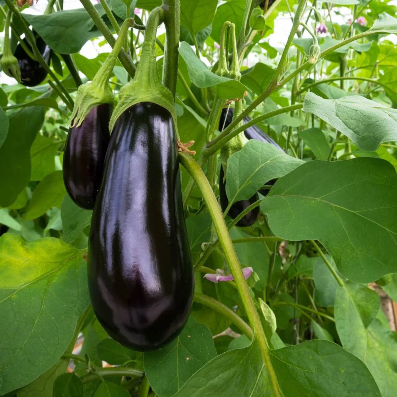 Eggplant Seeds - All In One For Home Gardens