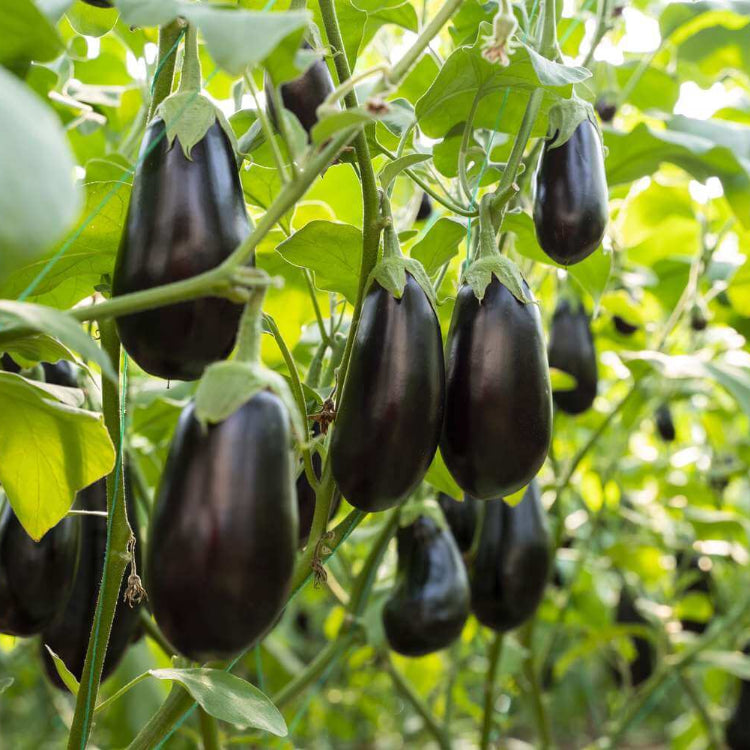 Eggplant Seeds - All In One For Home Gardens