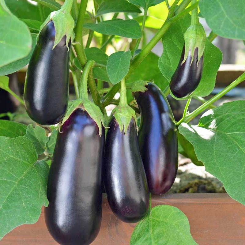 Eggplant Seeds - All In One For Home Gardens