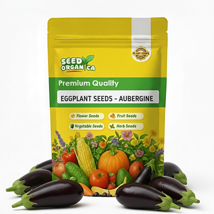 Eggplant Seeds - Aubergine