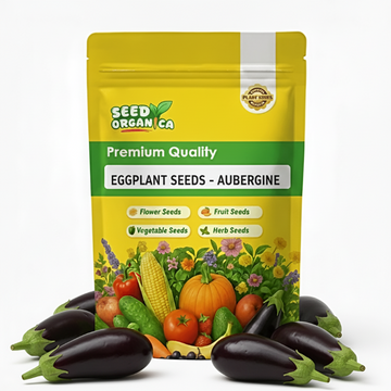 Eggplant Seeds - Aubergine