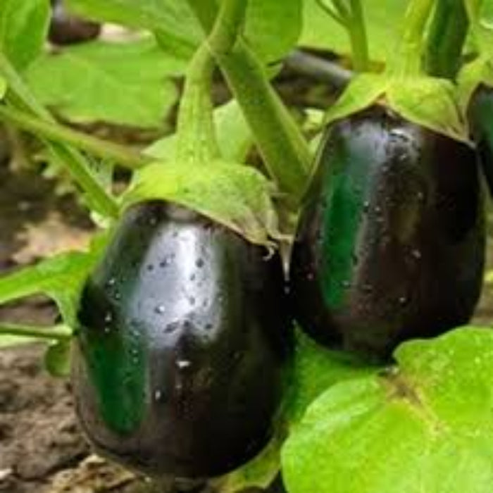 Eggplant Seeds - Aubergine