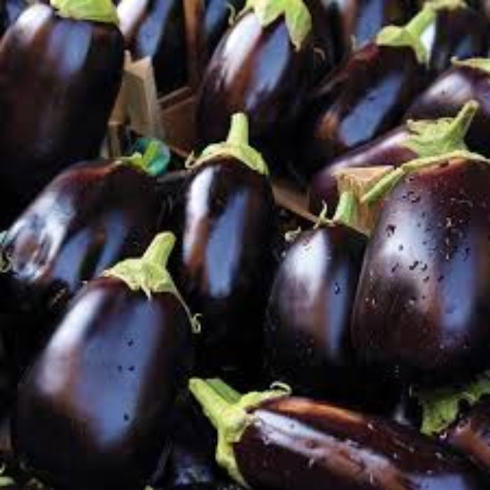 Eggplant Seeds - Aubergine