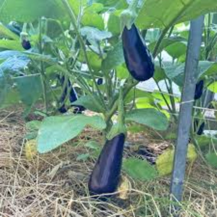 Eggplant Seeds - Aubergine Zora