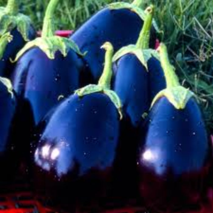 Eggplant Seeds - Blue2