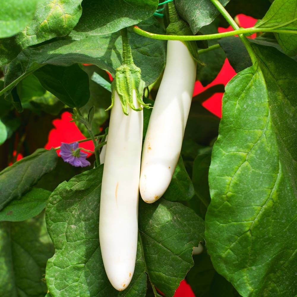 Eggplant Seeds - Brinjal White Long 