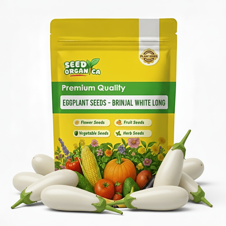 Eggplant Seeds - Brinjal White Long