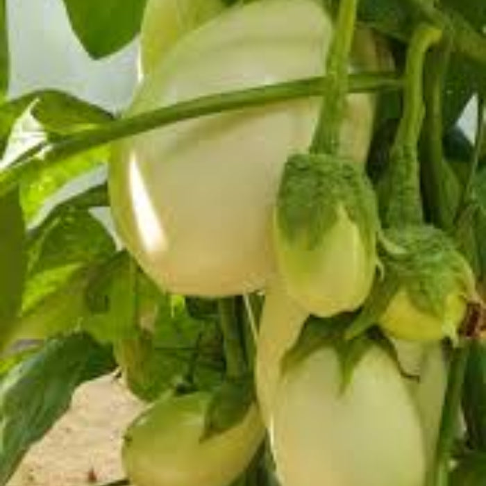 Eggplant Seeds - Clara