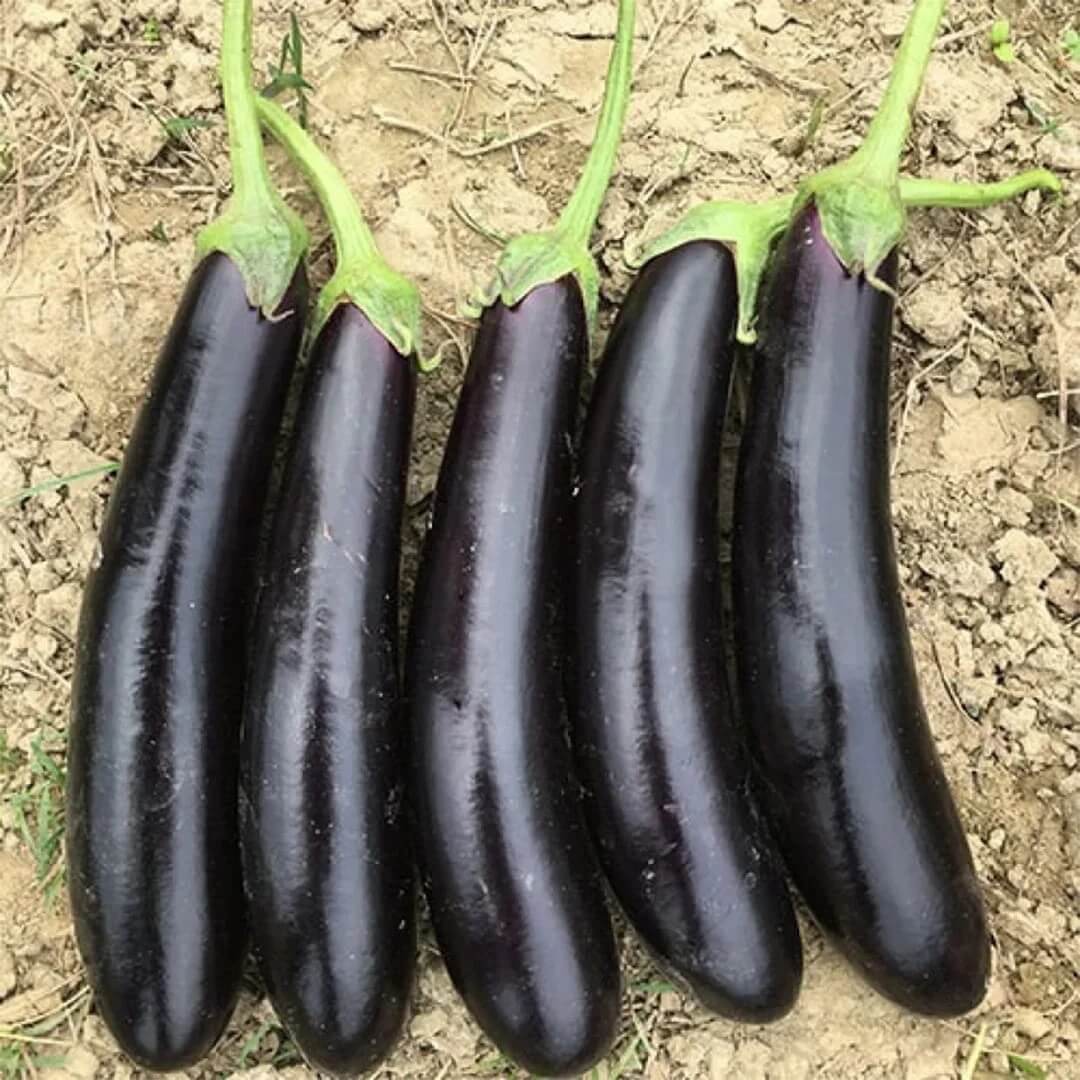 Eggplant Seeds - Dark Purple