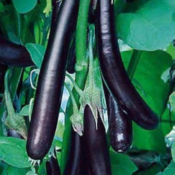 Eggplant Seeds - Dark Purple