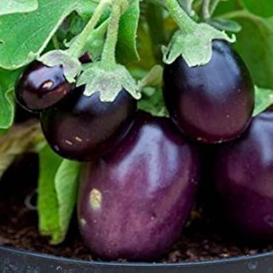 Eggplant Seeds - Floriculture Greens 
