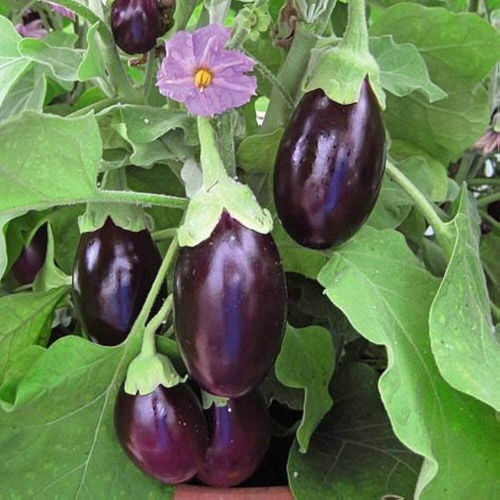 Eggplant Seeds - Floriculture Greens 