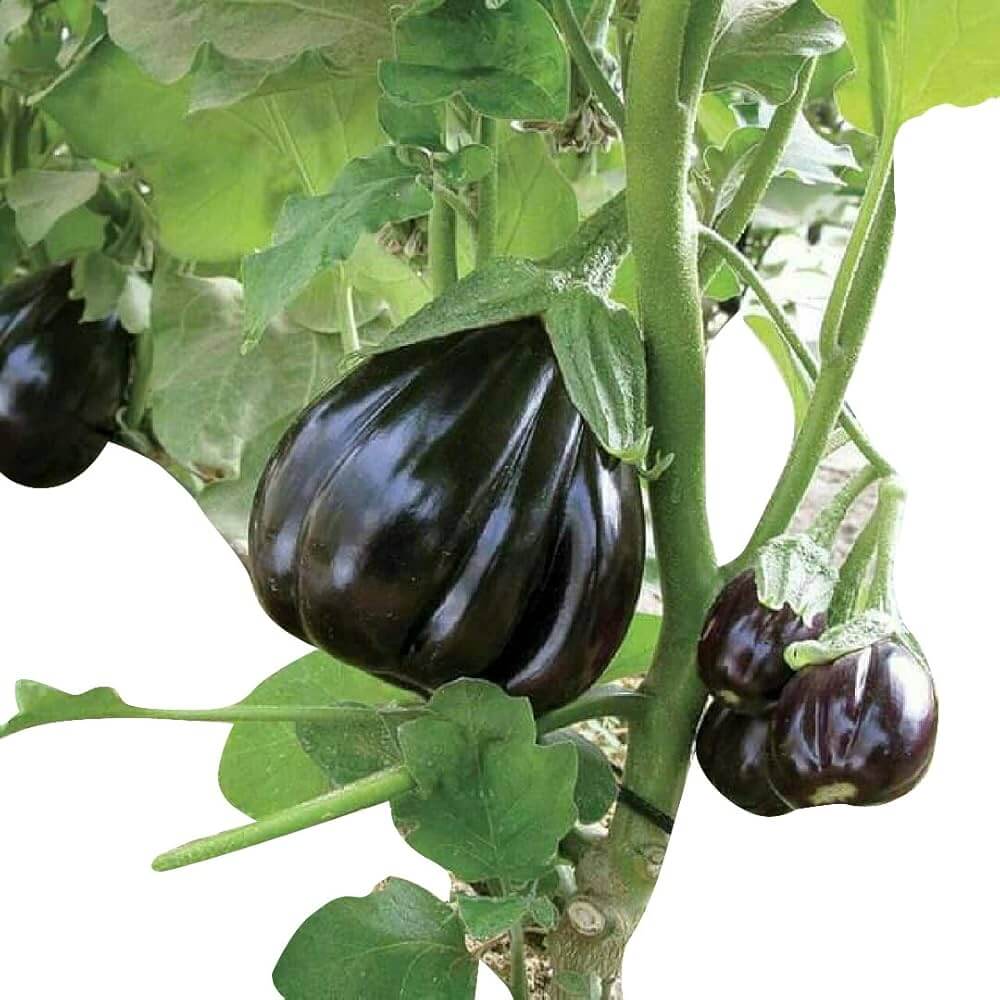 Eggplant Seeds - Futaba Giant Black