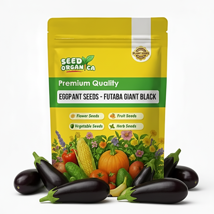 Eggplant Seeds - Futaba Giant Black