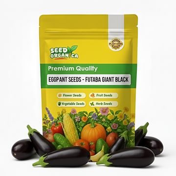 Eggplant Seeds - Futaba Giant Black