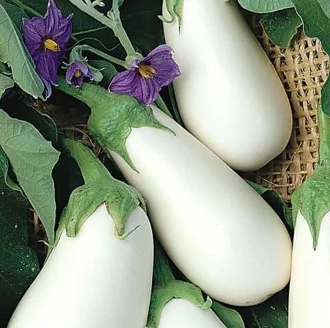 Eggplant Seeds - Green & White