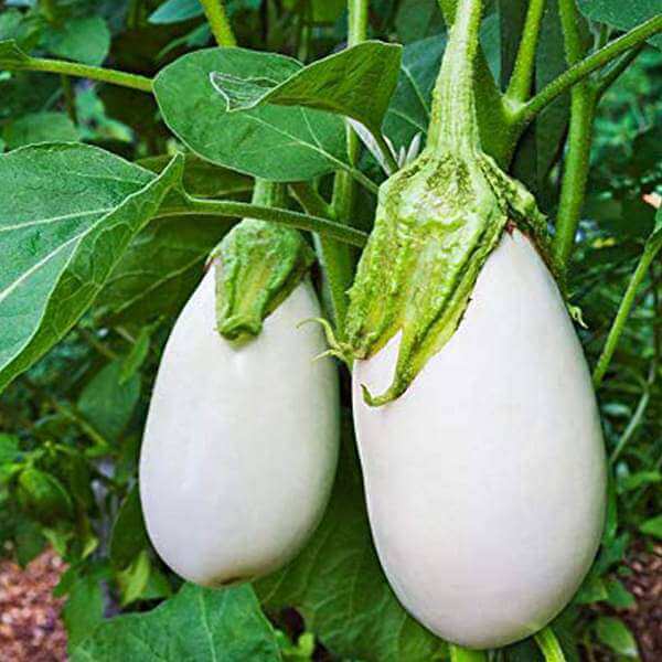 Eggplant Seeds - Green & White