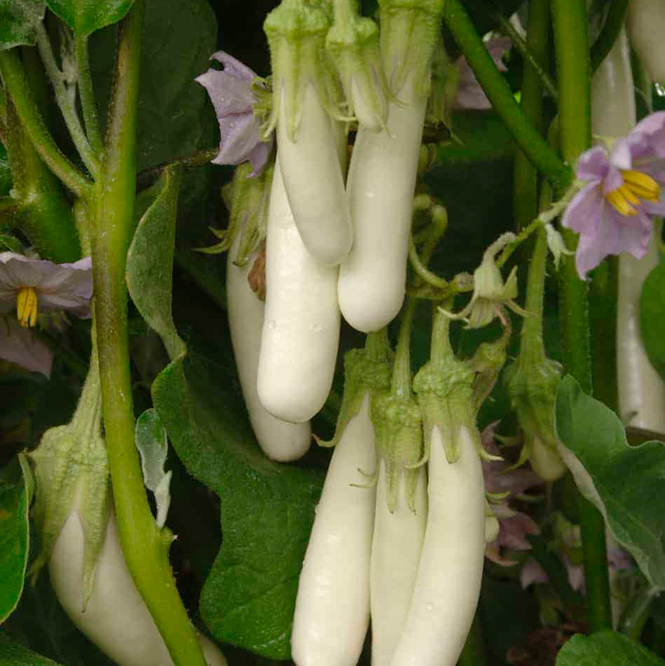 Eggplant Seeds - Gretel