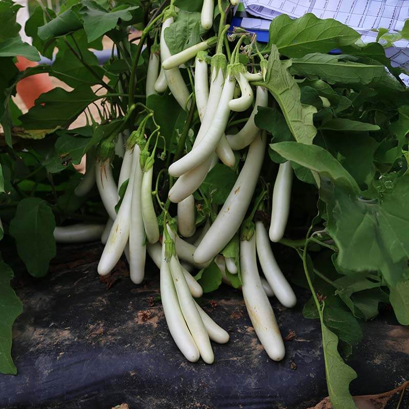 Eggplant Seeds - Gretel