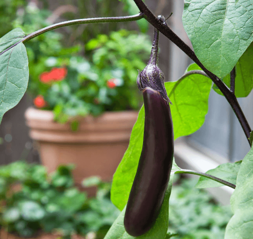Eggplant Seeds - Ichiban