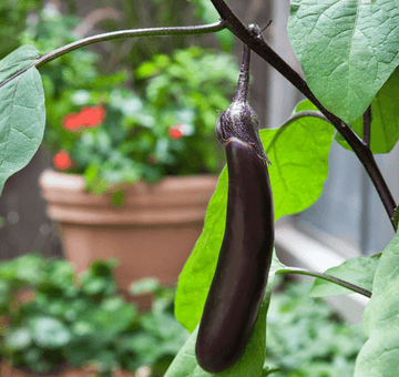 Eggplant Seeds - Ichiban