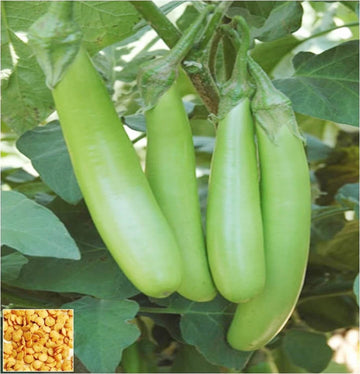 Eggplant Seeds - Light Green 