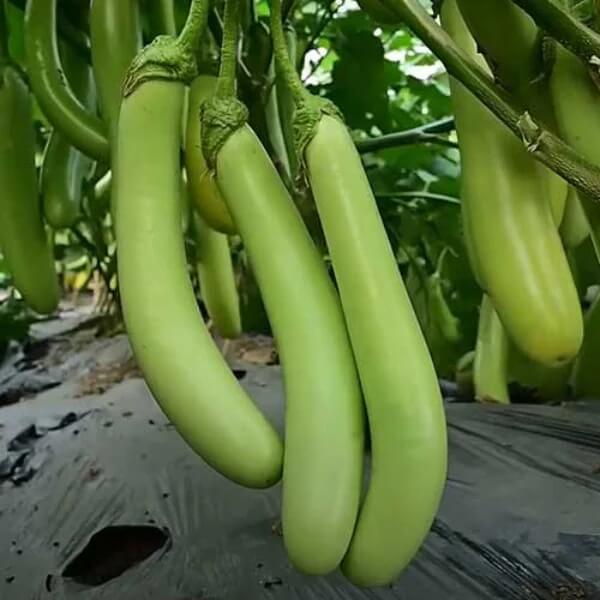 Eggplant Seeds - Light Green 