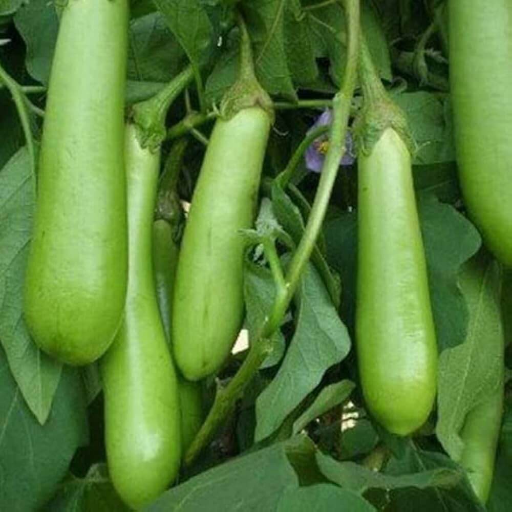 Eggplant Seeds - Light Green 
