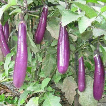 Eggplant Seeds - Light Violet