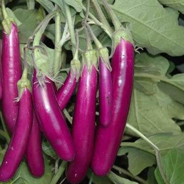 Eggplant Seeds - Light Violet