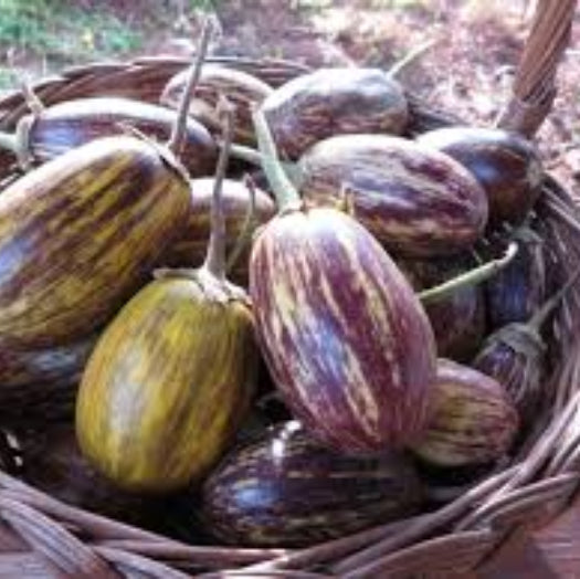 Eggplant Seeds - Mixed Udumalpet