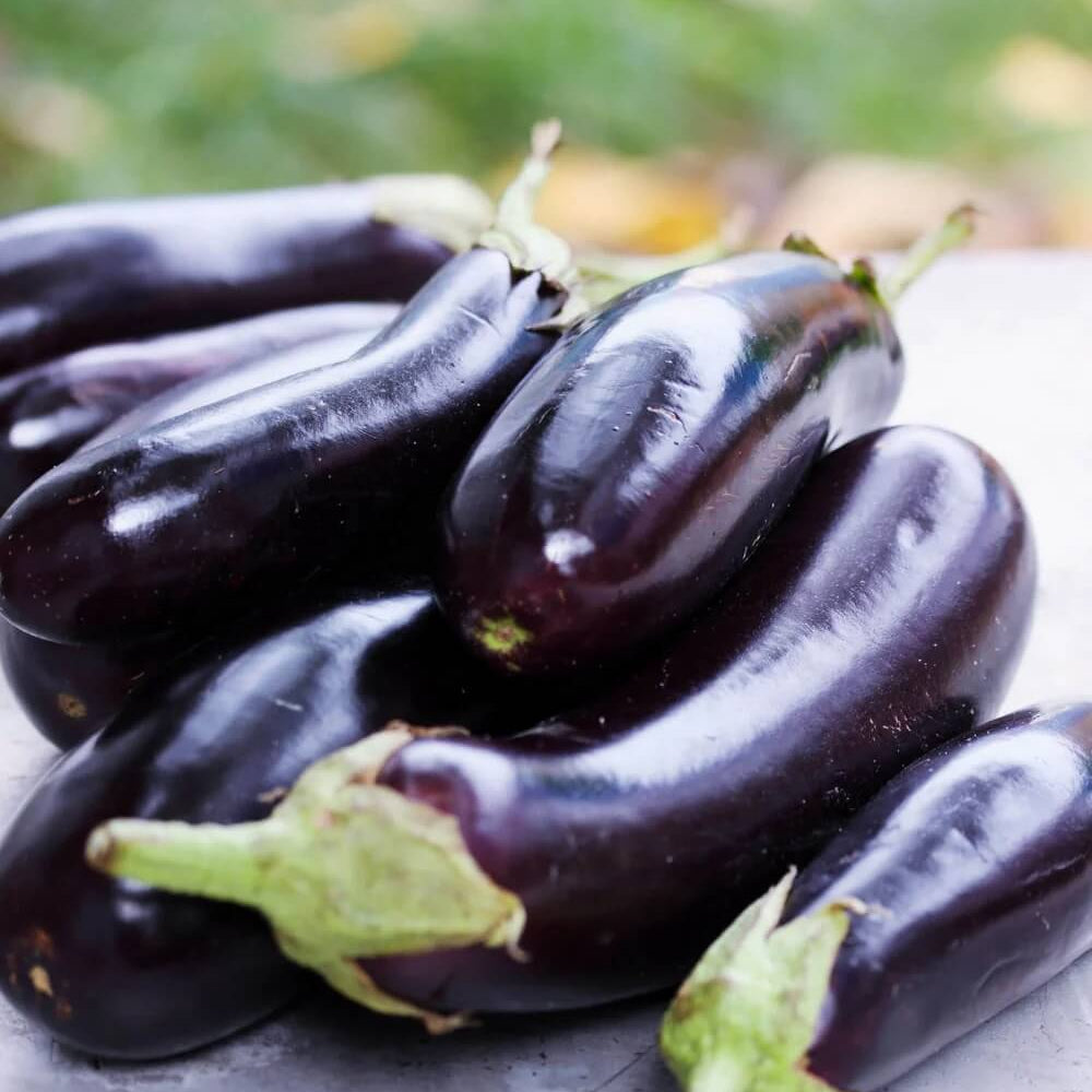 Eggplant Seeds - Orient