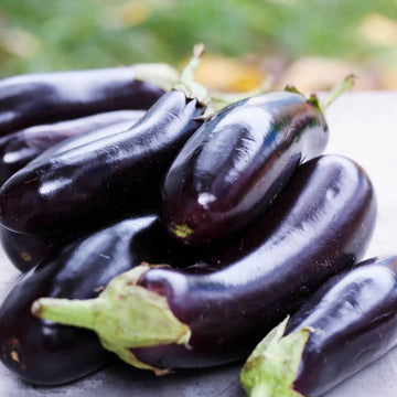 Eggplant Seeds - Orient