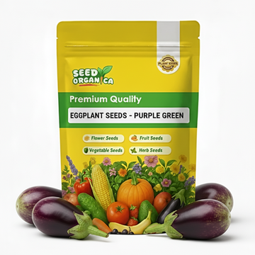 Eggplant Seeds - Purple Green
