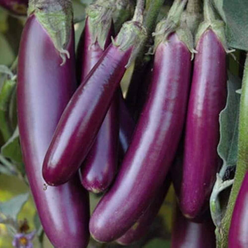 Eggplant Seeds - Purple Green