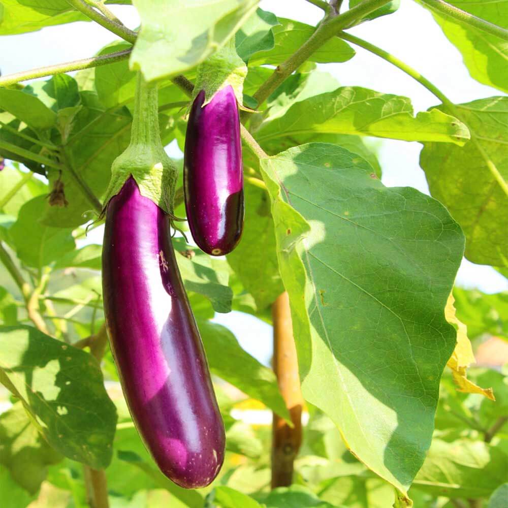 Eggplant Seeds - Purple Green