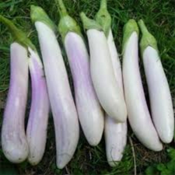Eggplant Seeds - Purple White