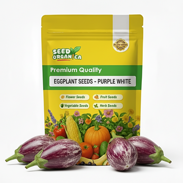 Eggplant Seeds - Purple White