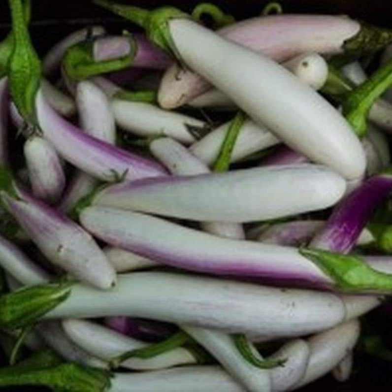 Eggplant Seeds - Purple White