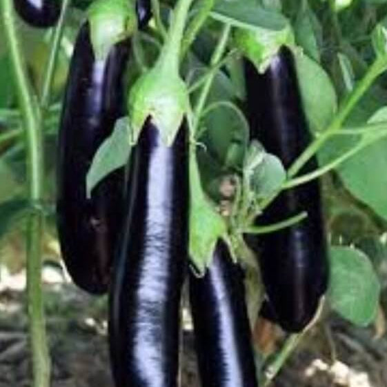 Eggplant Seeds - Sweet Black