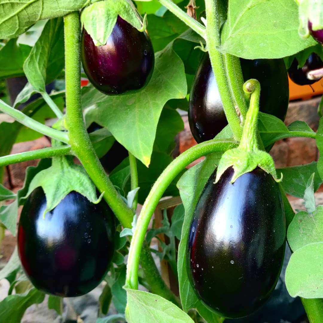 Eggplant Seeds - Sweet Black