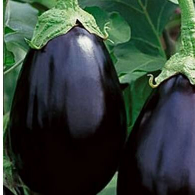 Eggplant Seeds - Sweet Black