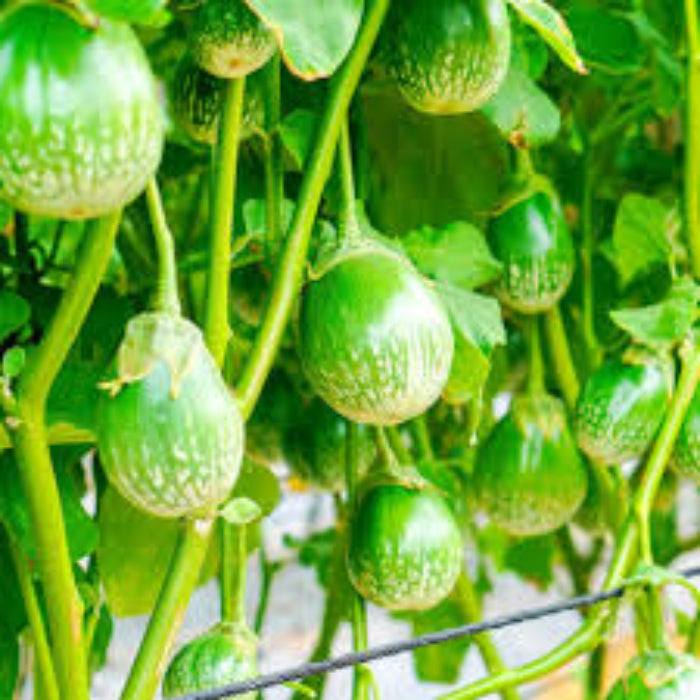 Eggplant Seeds - Thai