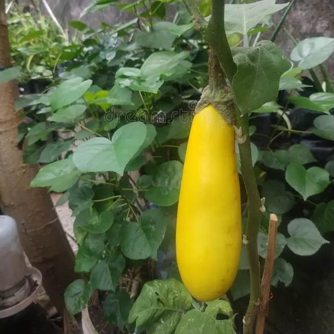 Eggplant Seeds - Yellow