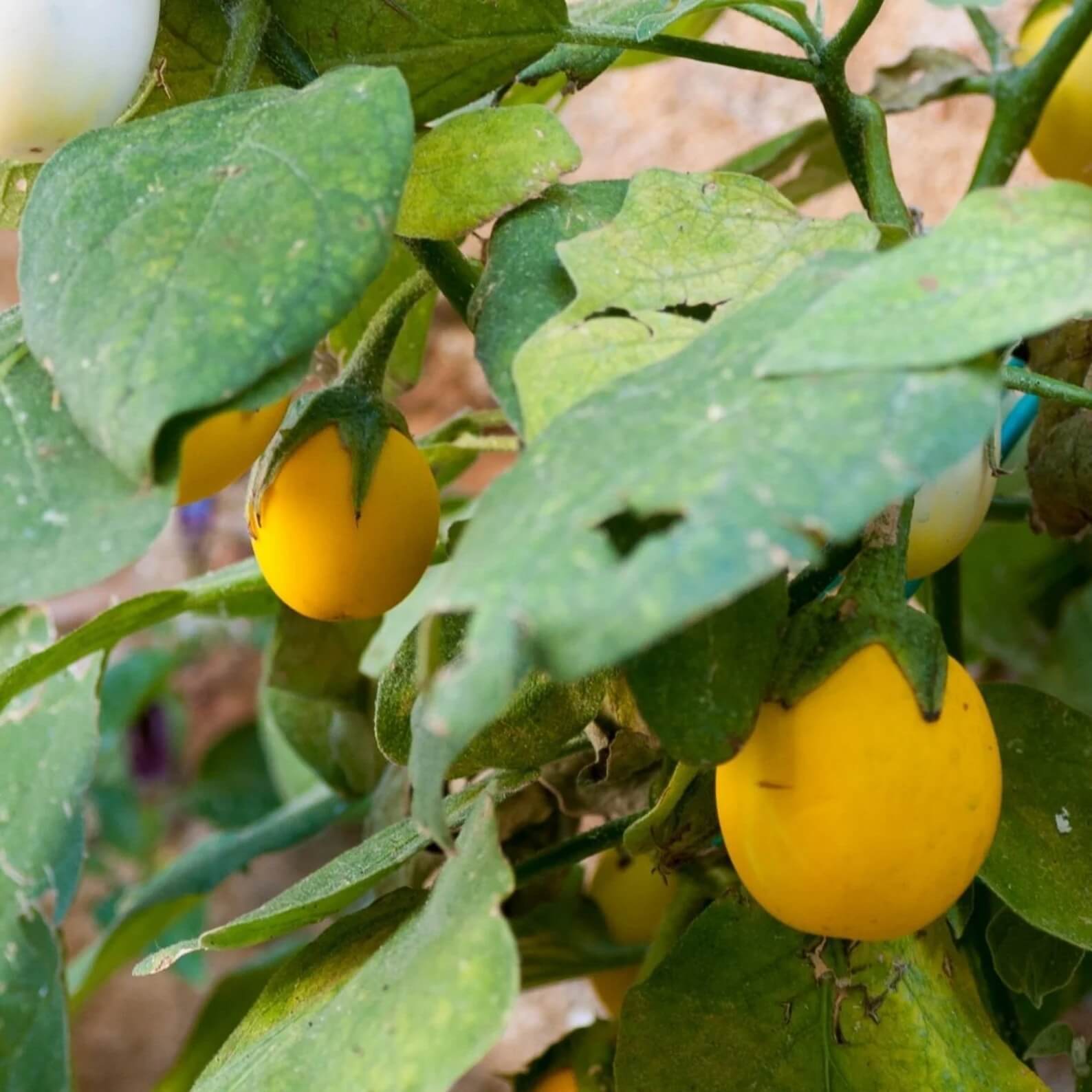 Eggplant Seeds - Yellow