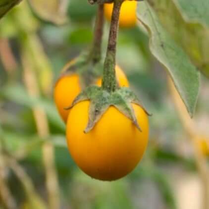 Eggplant Seeds - Yellow