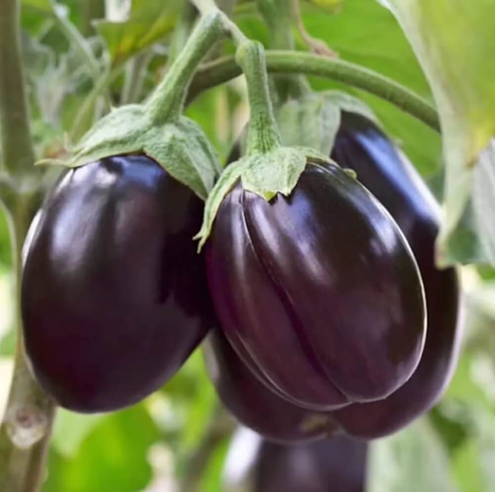 Eggplant Seeds – Dark Violet